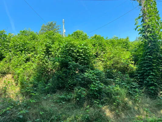 0.35 acre near downtown — Photo 3