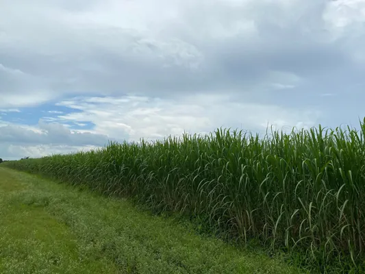 8-acre cane farm with crop — Photo 3