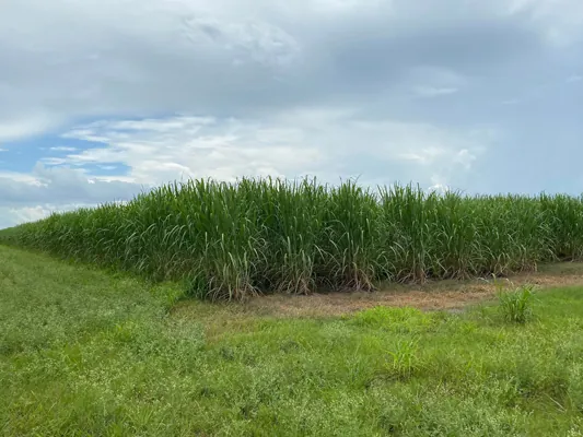 8-acre cane farm with crop — Photo 4