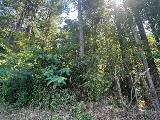 Lot 2 · .84 acre on Hwy 25 — Photo 2