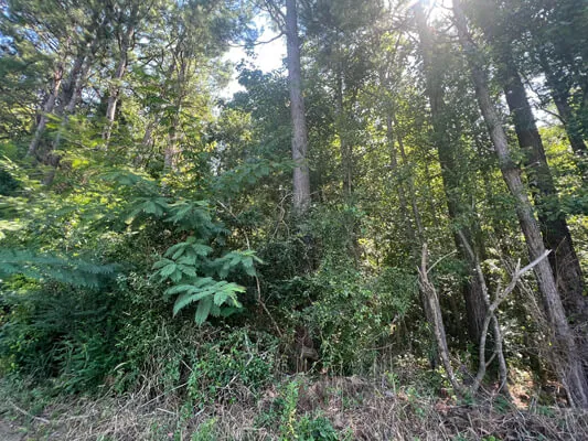 Lot 1 · .84 acre on Hwy 25 — Photo 2