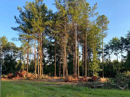 Four unrestricted lots — Photo 2