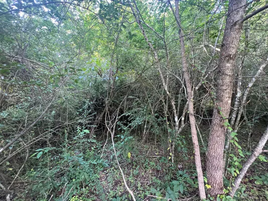 Lot near the lake — Photo 3