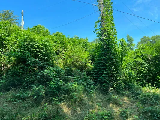 0.35 acre near downtown — Photo 2