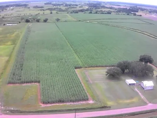 8-acre cane farm with crop — Photo 2