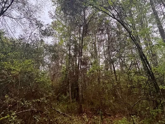 1.05 acres near the university — Photo 4