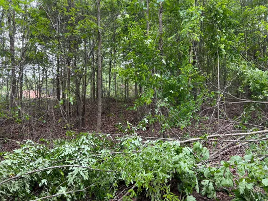 1 acre next to Highway 25 — Photo 3