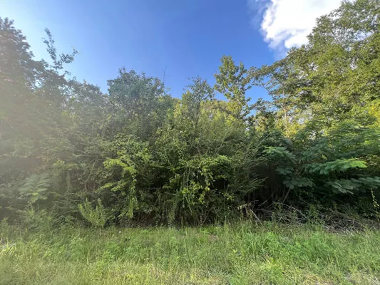 Lot near the lake — Photo 5